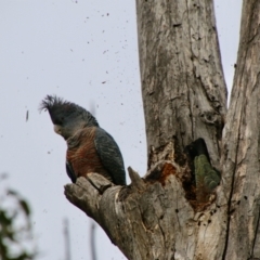 Callocephalon fimbriatum at Hughes, ACT - 27 Aug 2021