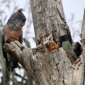 Callocephalon fimbriatum at Hughes, ACT - 27 Aug 2021