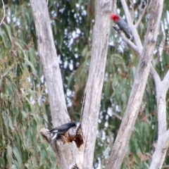 Strepera graculina (Pied Currawong) at Red Hill to Yarralumla Creek - 27 Aug 2021 by LisaH