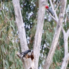 Strepera graculina (Pied Currawong) at Deakin, ACT - 27 Aug 2021 by LisaH