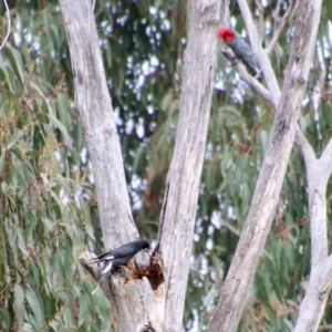 Strepera graculina at Deakin, ACT - 27 Aug 2021