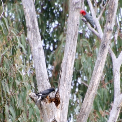 Strepera graculina (Pied Currawong) at Red Hill to Yarralumla Creek - 27 Aug 2021 by LisaH