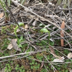 Pterostylis nutans (Nodding Greenhood) at Black Mountain - 27 Aug 2021 by Wendyp5