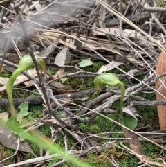 Pterostylis nutans at Downer, ACT - suppressed