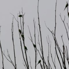 Polytelis swainsonii (Superb Parrot) at Hughes, ACT - 27 Aug 2021 by LisaH