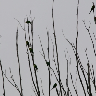 Polytelis swainsonii (Superb Parrot) at Hughes, ACT - 27 Aug 2021 by LisaH