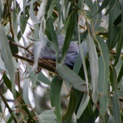 Callocephalon fimbriatum (Gang-gang Cockatoo) at Red Hill to Yarralumla Creek - 27 Aug 2021 by LisaH