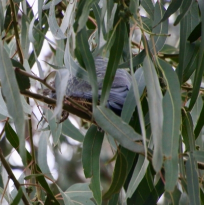 Callocephalon fimbriatum (Gang-gang Cockatoo) at GG188 - 27 Aug 2021 by LisaH