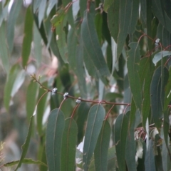 Callocephalon fimbriatum at Hughes, ACT - suppressed