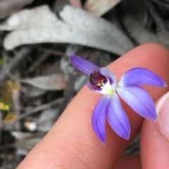 Cyanicula caerulea (Blue Fingers, Blue Fairies) at Dryandra St Woodland - 27 Aug 2021 by Ned_Johnston