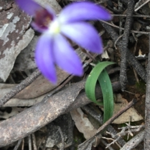 Cyanicula caerulea at O'Connor, ACT - 27 Aug 2021