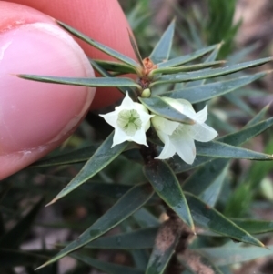 Melichrus urceolatus at O'Connor, ACT - 27 Aug 2021 01:28 PM