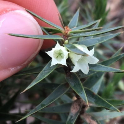 Melichrus urceolatus (Urn Heath) at O'Connor, ACT - 27 Aug 2021 by Ned_Johnston