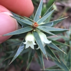 Melichrus urceolatus at O'Connor, ACT - 27 Aug 2021