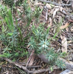 Melichrus urceolatus at O'Connor, ACT - 27 Aug 2021 01:28 PM