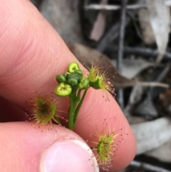 Drosera (genus) (A Sundew) at O'Connor, ACT - 27 Aug 2021 by NedJohnston