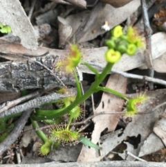 Drosera sp. at O'Connor, ACT - 27 Aug 2021 01:15 PM