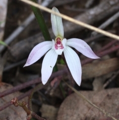 Caladenia fuscata (Dusky Fingers) at O'Connor, ACT - 27 Aug 2021 by Ned_Johnston