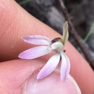 Caladenia fuscata at O'Connor, ACT - 27 Aug 2021