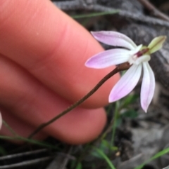 Caladenia fuscata at O'Connor, ACT - suppressed