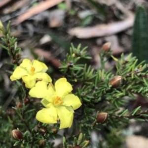 Hibbertia calycina at Holt, ACT - 27 Aug 2021