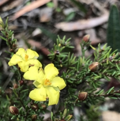 Hibbertia calycina (Lesser Guinea-flower) at Aranda Bushland - 27 Aug 2021 by MattFox