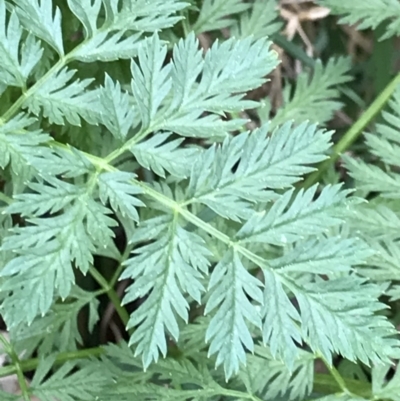 Conium maculatum (Hemlock) at Holt, ACT - 27 Aug 2021 by MattFox