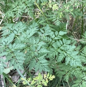 Conium maculatum at Holt, ACT - 27 Aug 2021