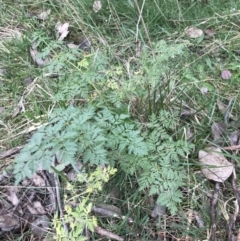 Conium maculatum at Holt, ACT - 27 Aug 2021