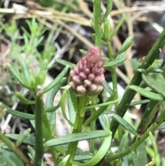 Stackhousia monogyna (Creamy Candles) at Holt, ACT - 27 Aug 2021 by MattFox