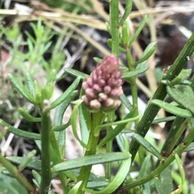 Stackhousia monogyna (Creamy Candles) at Holt, ACT - 27 Aug 2021 by MattFox