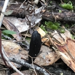 Geoglossum (Earth tongue) at Aranda Bushland - 27 Aug 2021 by MattFox