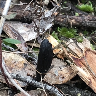 Geoglossum (Earth tongue) at Aranda Bushland - 27 Aug 2021 by MattFox