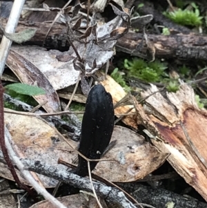 Geoglossum at Aranda, ACT - 27 Aug 2021