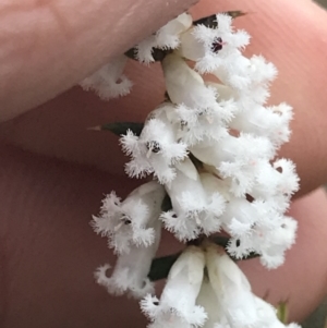 Styphelia fletcheri subsp. brevisepala at Cook, ACT - 27 Aug 2021