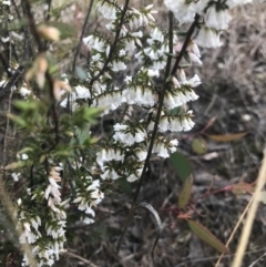 Styphelia fletcheri subsp. brevisepala at Cook, ACT - 27 Aug 2021