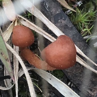 Unidentified Fungus at Mount Painter - 27 Aug 2021 by MattFox