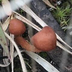 Unidentified Fungus (TBC) at Cook, ACT - 27 Aug 2021 by MattFox