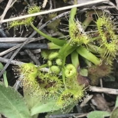 Drosera sp. (A Sundew) at Cook, ACT - 27 Aug 2021 by MattFox