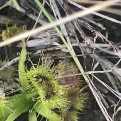 Drosera sp. at Cook, ACT - 27 Aug 2021