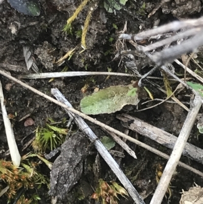 Tetrigidae (family) (Pygmy grasshopper) at Cook, ACT - 27 Aug 2021 by MattFox