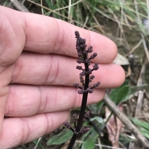 Lomandra multiflora at Aranda, ACT - 27 Aug 2021