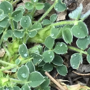 Medicago lupulina at Aranda, ACT - 27 Aug 2021