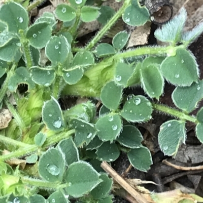 Medicago lupulina (Black Medic) at Aranda, ACT - 27 Aug 2021 by MattFox