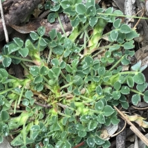 Medicago lupulina at Aranda, ACT - 27 Aug 2021