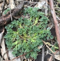 Medicago lupulina at Aranda, ACT - 27 Aug 2021