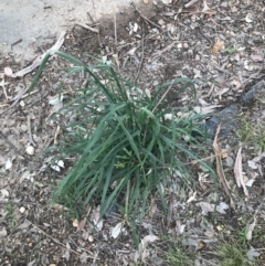 Dactylis glomerata (Cocksfoot) at Holt, ACT - 27 Aug 2021 by MattFox