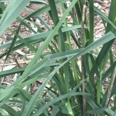 Dactylis glomerata at Holt, ACT - 27 Aug 2021