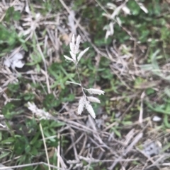 Eragrostis brownii at Cook, ACT - 27 Aug 2021