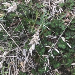 Eragrostis brownii at Cook, ACT - 27 Aug 2021